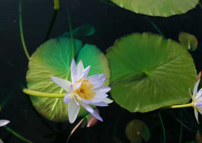 Nymphaea gigantea violacea (Lehman) Conard