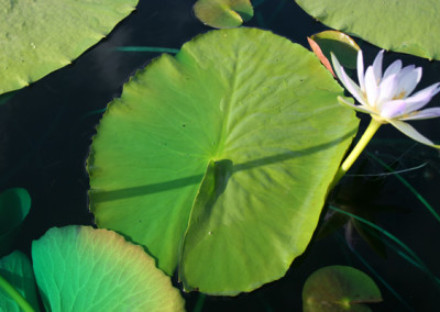 Nymphaea gigantea violacea (Lehman) Conard