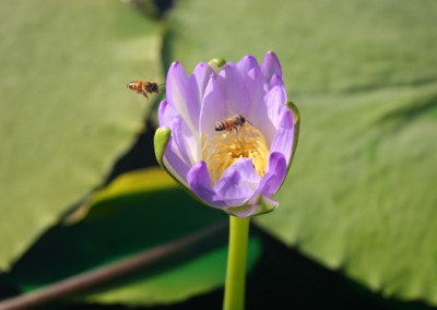 Nymphaea gigantea violacea (Lehman) Conard