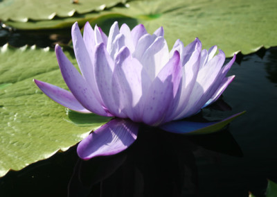 Nymphaea gigantea Hooker