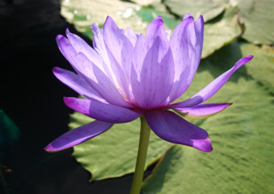 Nymphaea gigantea Hooker