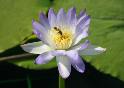 Nymphaea gigantea violacea (Lehman) Conard