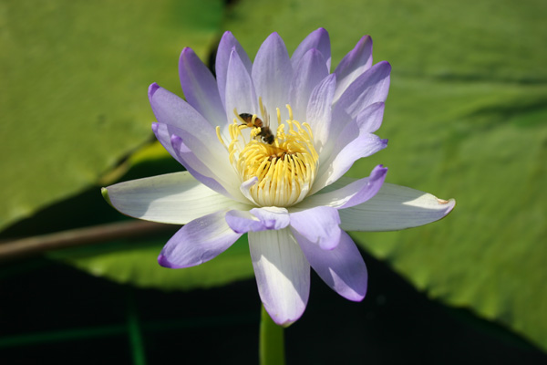 Nymphaea gigantea violacea (Lehman) Conard