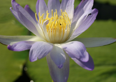 Nymphaea gigantea violacea (Lehman) Conard