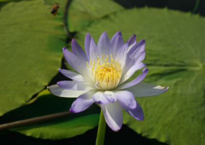 Nymphaea gigantea violacea (Lehman) Conard