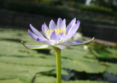 Nymphaea gigantea violacea (Lehman) Conard