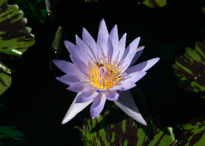 Nymphaea 'Bob Derby'