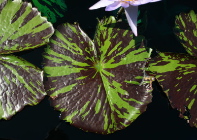 Nymphaea 'Bob Derby'