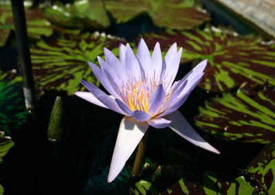 Nymphaea 'Bob Derby'