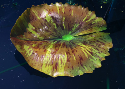 Nymphaea 'Blue Daisy'