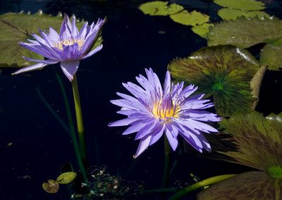 Nymphaea 'Blue Daisy'