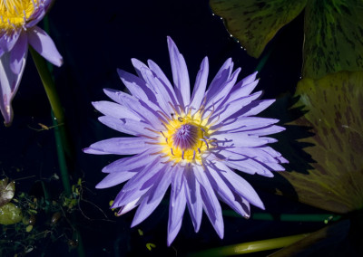 Nymphaea 'Blue Daisy'
