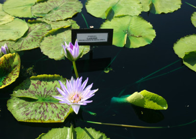 Nymphaea capensis Thunberg