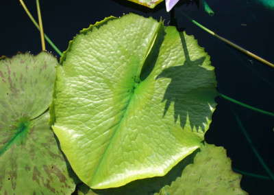 Nymphaea capensis Thunberg