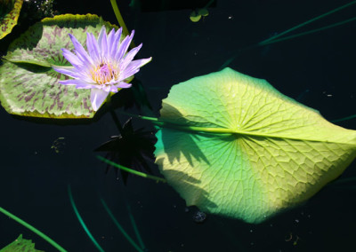 Nymphaea capensis Thunberg