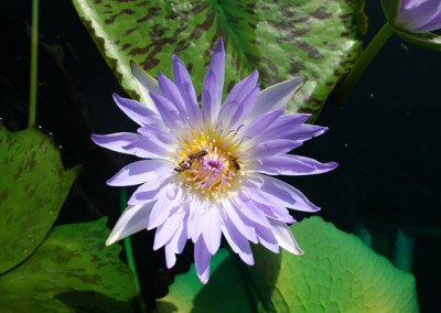 Nymphaea capensis Thunberg