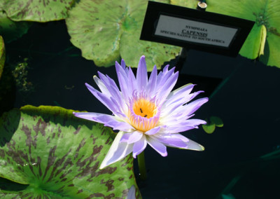 Nymphaea capensis Thunberg