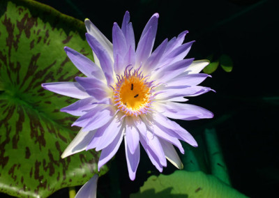 Nymphaea capensis Thunberg