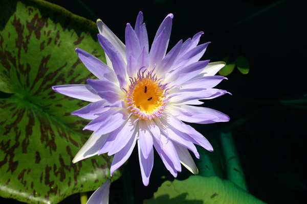 Nymphaea capensis Thunberg