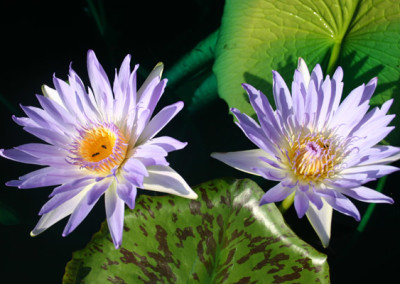 Nymphaea capensis Thunberg