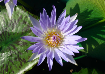 Nymphaea capensis Thunberg