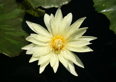 Nymphaea ‘Eldorado’