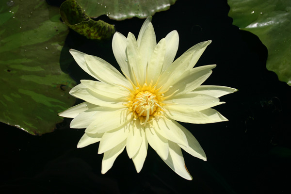 Nymphaea ‘Eldorado’