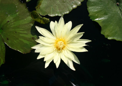 Nymphaea 'Eldorado'