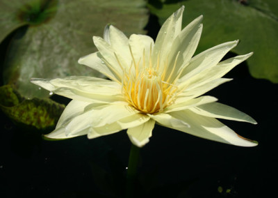 Nymphaea 'Eldorado'