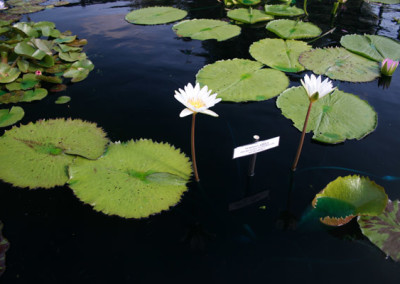 Nymphaea ampla (Salisbury) de Candolle