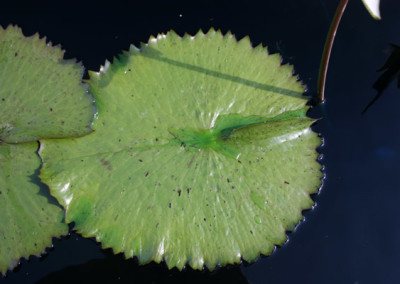 Nymphaea ampla (Salisbury) de Candolle