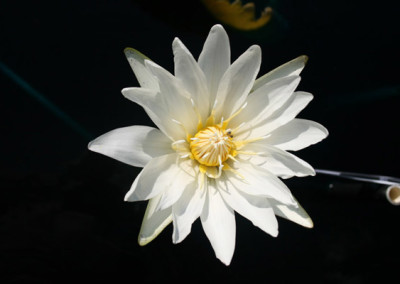 Nymphaea ampla (Salisbury) de Candolle