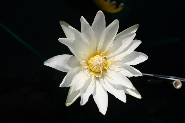 Nymphaea ampla (Salisbury) de Candolle