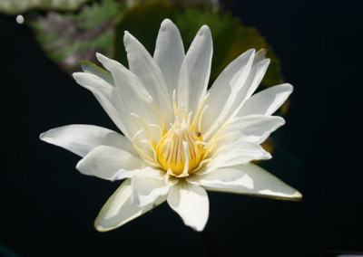 Nymphaea ampla (Salisbury) de Candolle