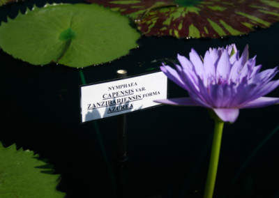 Nymphaea capensis var zanzibariensis forma azurea