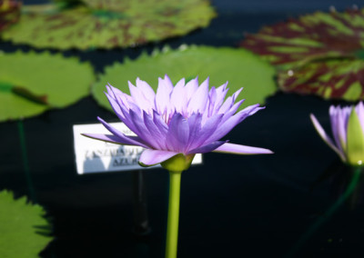 Nymphaea capensis var zanzibariensis forma azurea