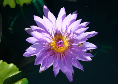 Nymphaea capensis var zanzibariensis forma azurea