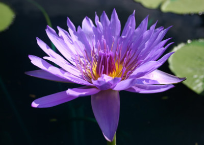 Nymphaea capensis var zanzibariensis forma azurea