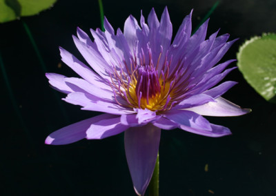 Nymphaea capensis var zanzibariensis forma azurea