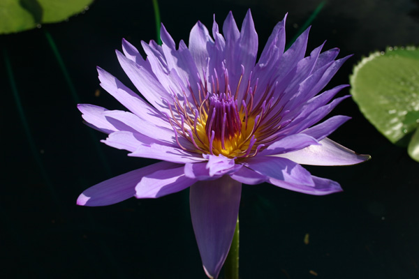 Nymphaea capensis var zanzibariensis forma azurea