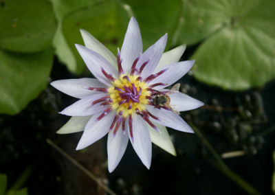 Nymphaea colorata Peter