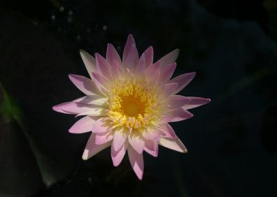 Nymphaea 'Day Glow'
