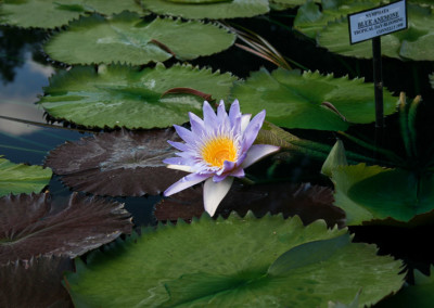 Nymphaea 'Blue Anemone'