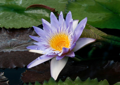 Nymphaea ‘Blue Anemone’