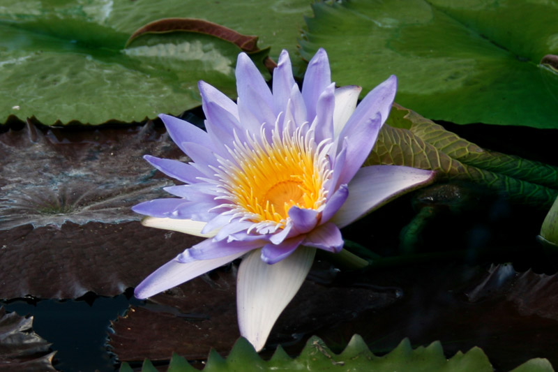 Nymphaea ‘Blue Anemone’