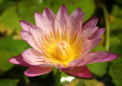 Nymphaea 'Albert Greenberg'