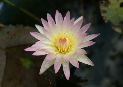 Nymphaea 'Day Glow'