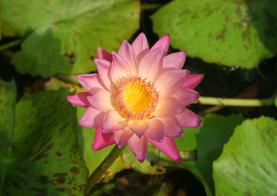 Nymphaea 'Albert Greenberg'