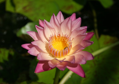 Nymphaea ‘Albert Greenberg’