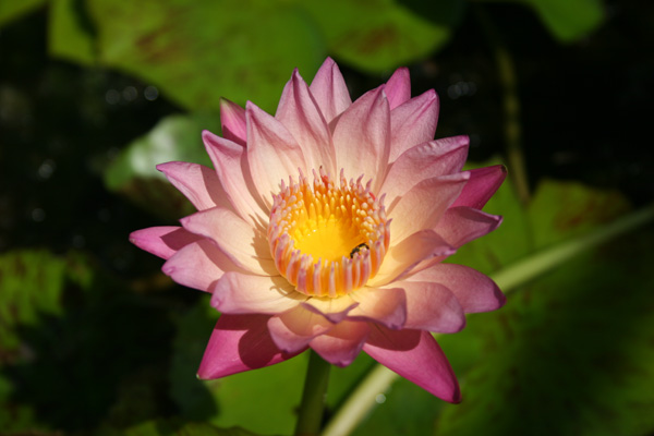 Nymphaea ‘Albert Greenberg’